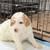 Mini Goldendoodle Puppies 18 thumbnail