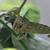 Baby Hybrid Designer Panther Chameleon - (4-Month - Sexed & Showing) 5 thumbnail