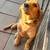 Golden Retriever Pups available!! 6 thumbnail