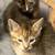 Kittens 3 thumbnail