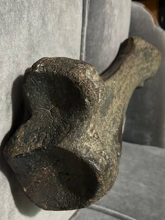 Mammoth leg bone fossil 1