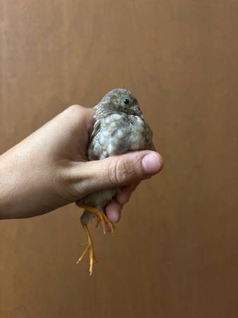 Button quail 1