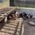 Serama pullets 3 thumbnail