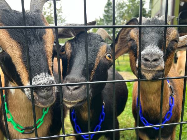 Goats!! 1