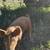Weaner Piglets 5 thumbnail