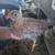 Five pullets barnyard mix chicken chicks 1 thumbnail