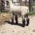 Ram   Purebred Hampshire Rams 6 thumbnail