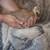 Peafowl chicks 2 thumbnail
