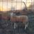 lamb Rams 2 thumbnail
