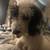 Mini goldendoodle 6 thumbnail
