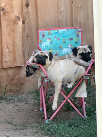 Two pugs 1
