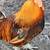 EGGS FOR INCUBATION n ROOSTERs for Sale 4 thumbnail