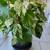 Trailing Pothos 3 thumbnail