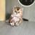 Selkirk Rex Female Kitten 1 thumbnail