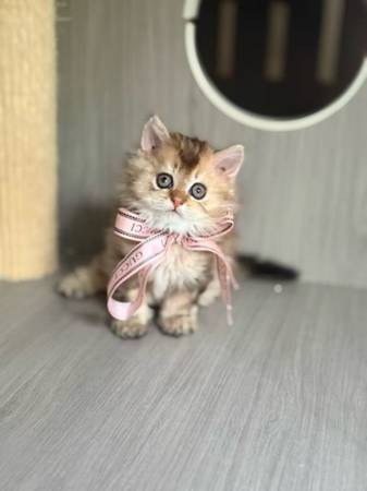 Selkirk Rex Female Kitten 1