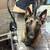 Belgian malinois 2 thumbnail