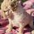 Standard Labradoodle Puppies Adoption 1 thumbnail