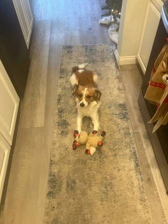 In Home -Positive Reinforcement -Dog Trainer (South Gate, CA)64658430282754121