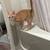 Kitten for rehoming 2 thumbnail