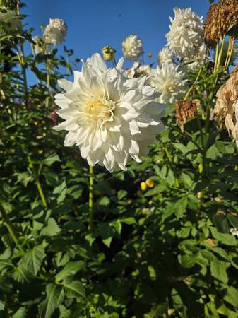 Flower Farmer Needed 1