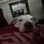 Pitbull mix 6 thumbnail