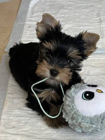Adorable @Yorkie 🅿🆄🅿 – 10 Weeks ~~!! 1