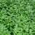 Winter Creeper Deep Green Euonymus Erosion Control Vines 12 Available 1 thumbnail
