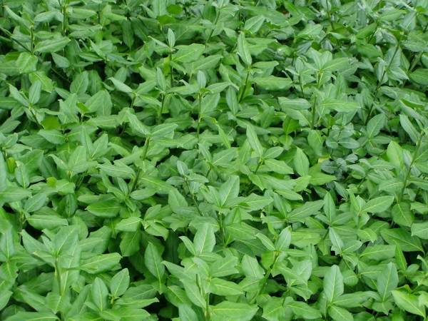 Winter Creeper Deep Green Euonymus Erosion Control Vines 12 Available 1