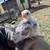 Serama chick hatch! Mini chickens! 9 thumbnail