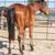 2024 DRAFT CROSS FILLY 2 thumbnail
