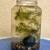 Desktop Jarrarium – Cherry Shrimp + Plants + Marimo 1 thumbnail