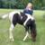 TN Walking horse 3 thumbnail