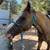 red dunn gelding 6 thumbnail
