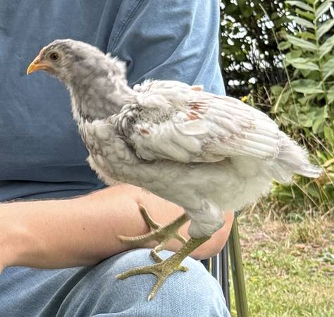 Free Rooster, 10 weeks old, town doesn't allow roosters (Salem)63871359151489120
