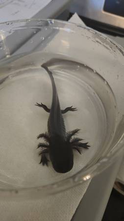 Axolotl (Newport news)63882832065667121