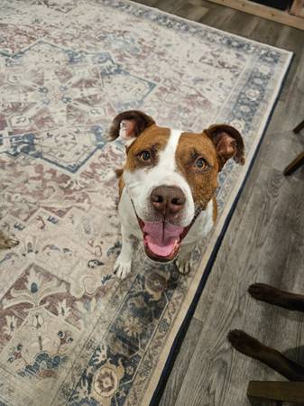 Dog looking for a family with no other animals 1