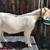 Boer doeling 1 thumbnail