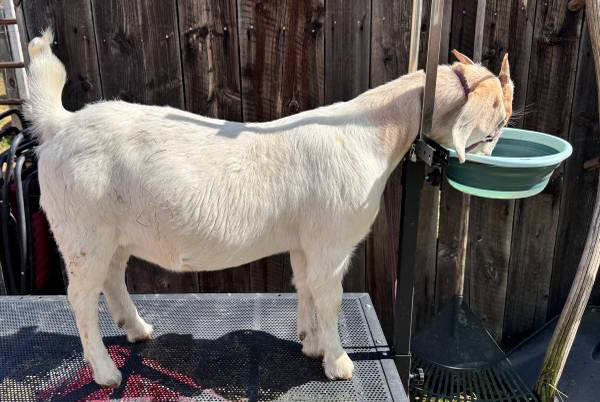 Boer doeling 1