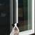 Boxer puppie 2 monts old 2 thumbnail