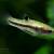 Nano Fish 1 thumbnail