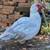 Breeding Pair of Muscovy Ducks 4 thumbnail