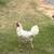 Rooster 2 thumbnail