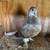 Young pigeons 1 thumbnail
