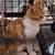 Kittens for Adoption 4 thumbnail
