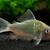 Fish 4 thumbnail