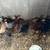 6-Week Old Chicks 2 thumbnail