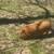 Kunekune piglet 1 thumbnail