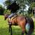 standardbred gelding 1 thumbnail