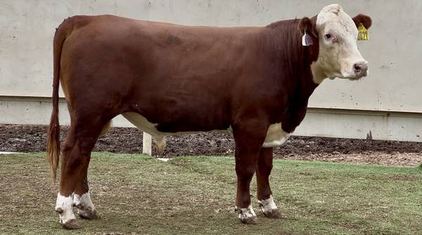 Polled Hereford Bull Sale or Lease 1