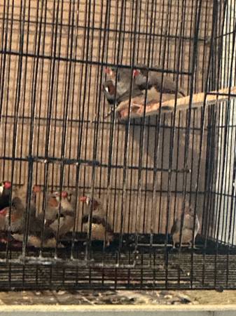 Zebra finches (Muskegon)63910107046019124
